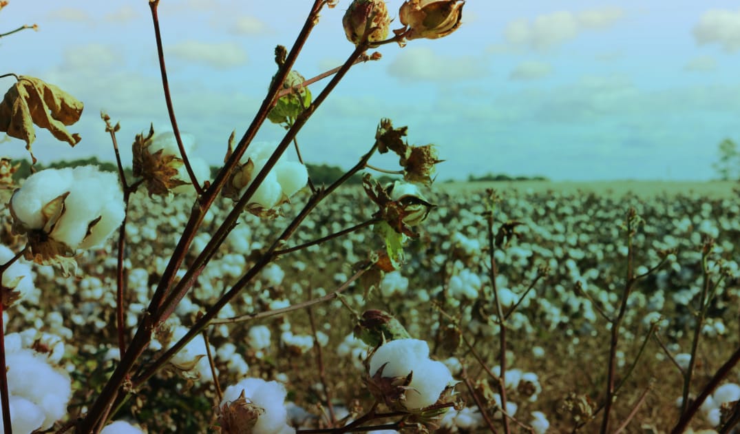 Minorities are Being Forced into Coercive Labour to Pick Cotton. So, Will the West Stand Up?