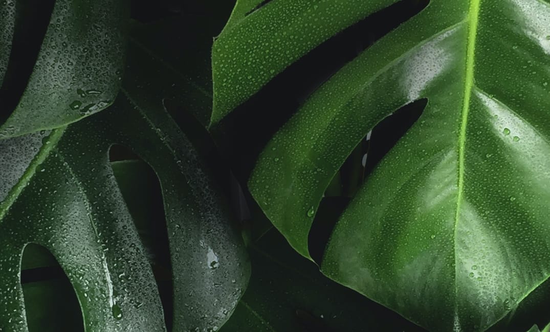 Greenwashing: What is it and Why Should You Care?
