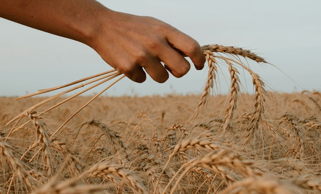 Could Asylum Seekers be the Saviours of our Crops?