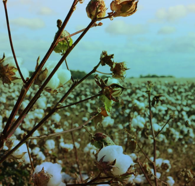 Image of: Minorities are Being Forced into Coercive Labour to Pick Cotton. So, Will the West Stand Up?