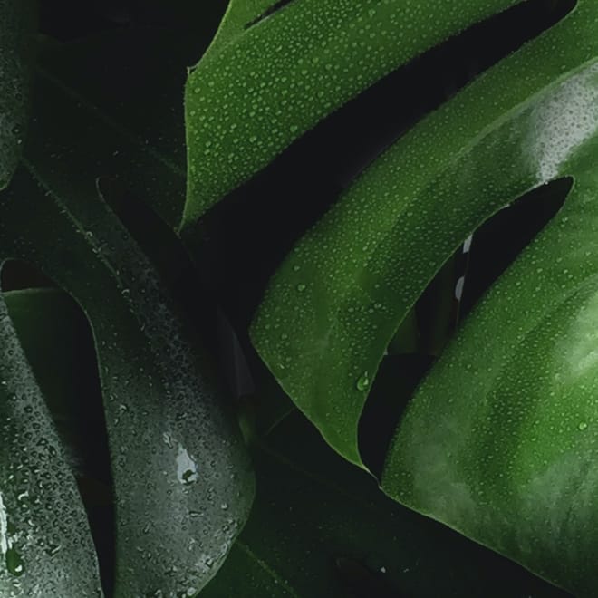 Image of: Greenwashing: What is it and Why Should You Care?